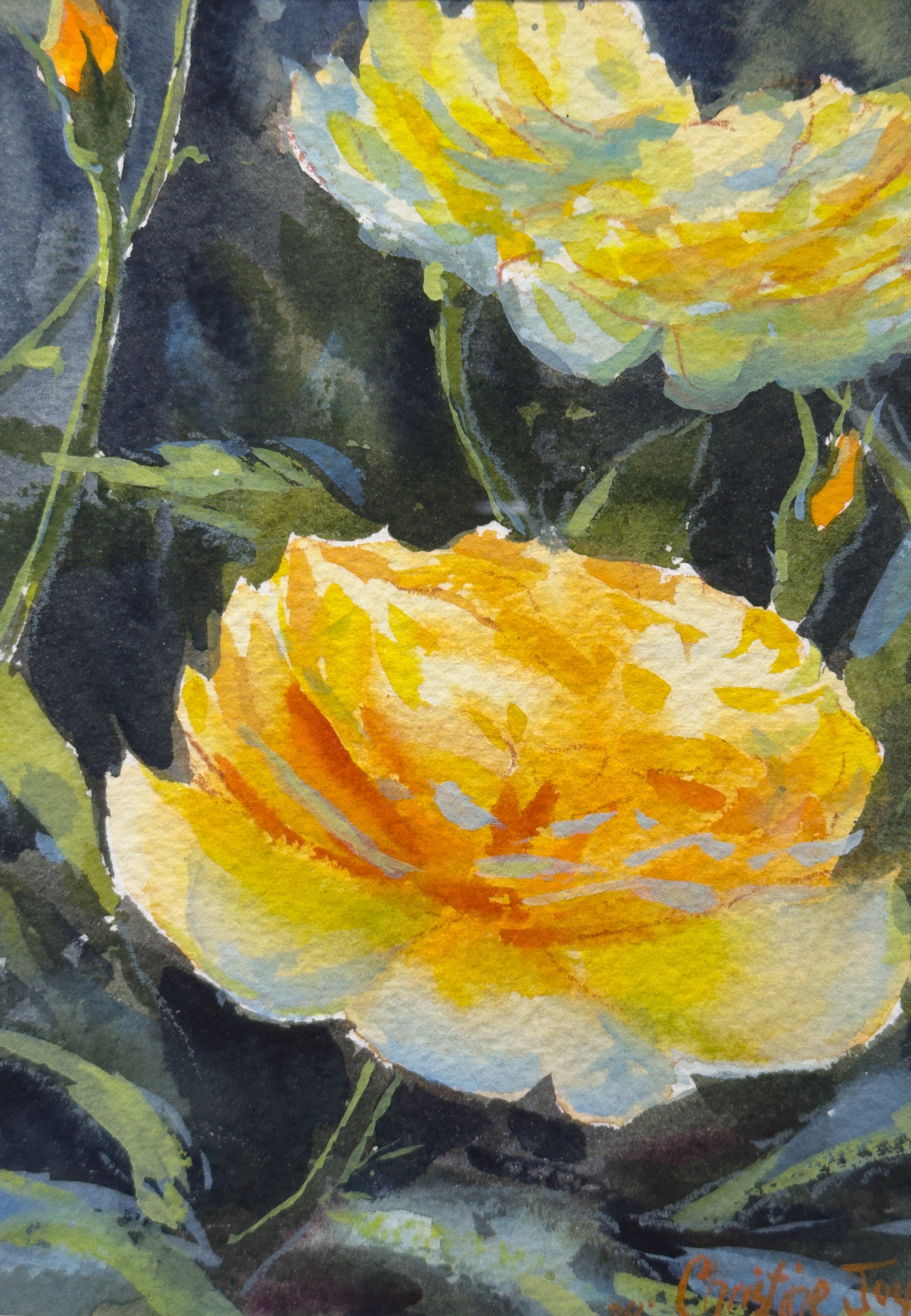 Watercolor Collection