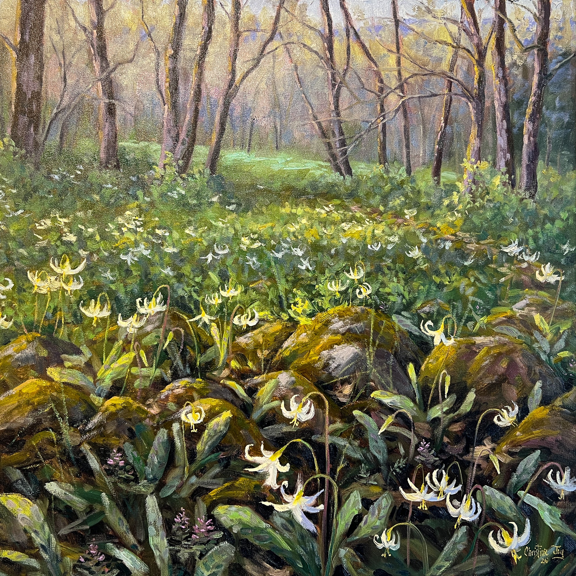 Carpet of Fawn Lilies