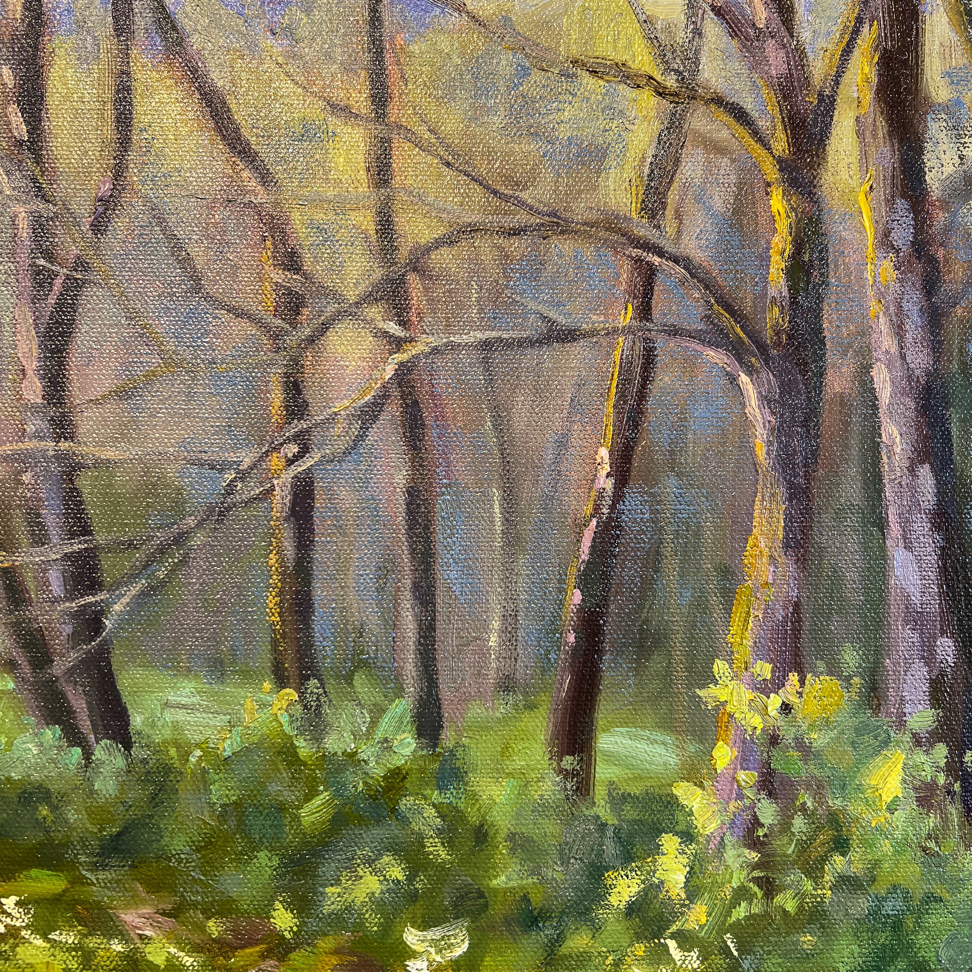 Carpet of Fawn Lilies