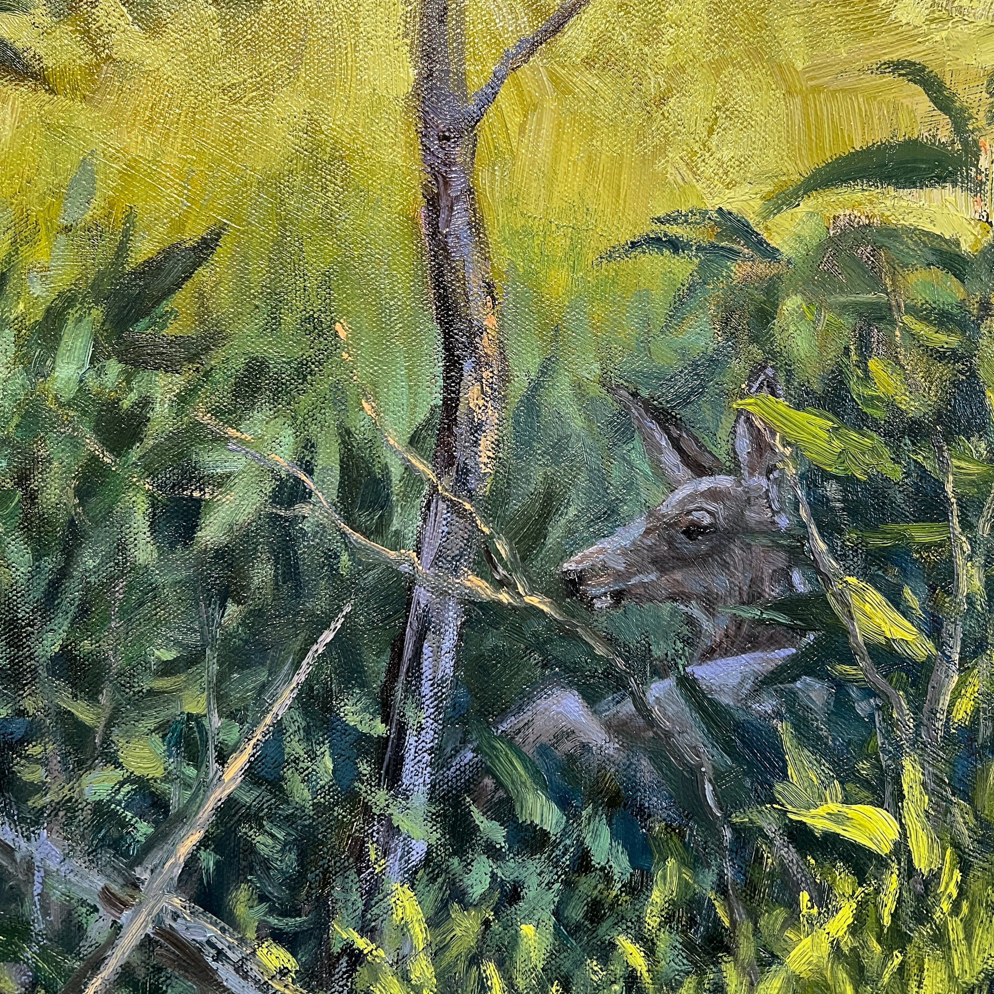 Fawn Lily Trail