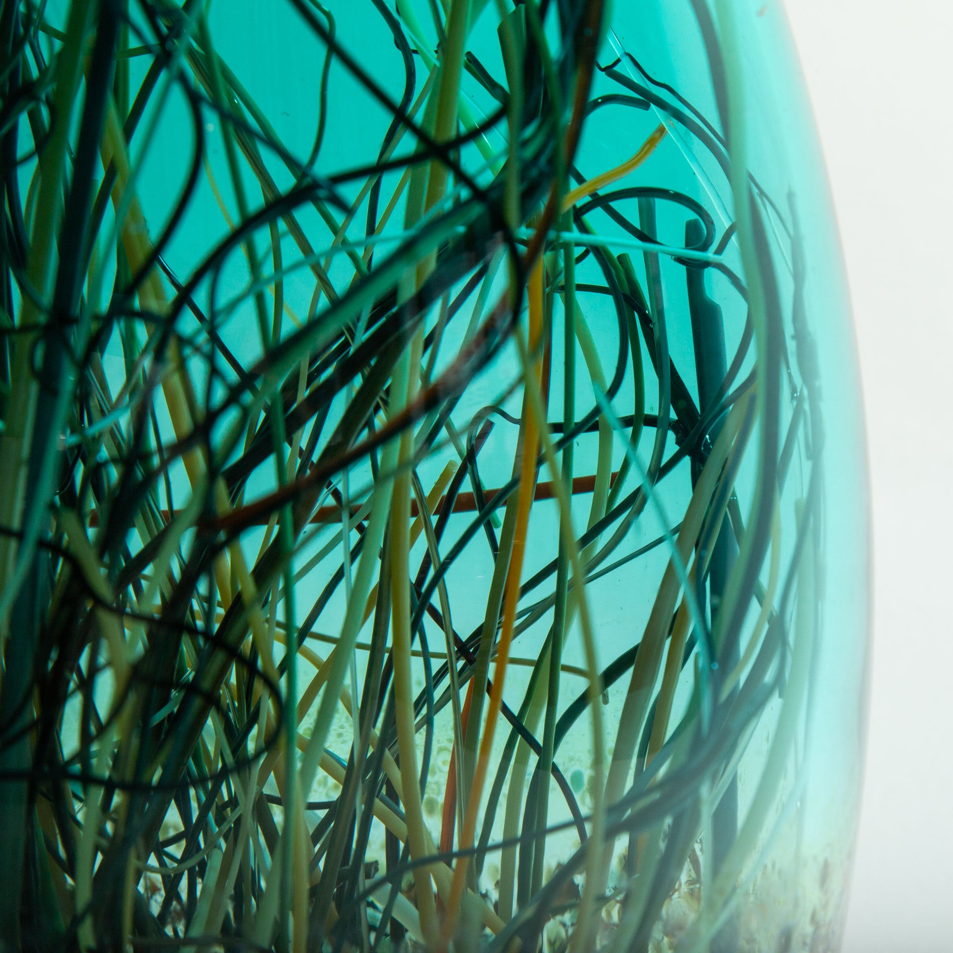 Teal & Transparent