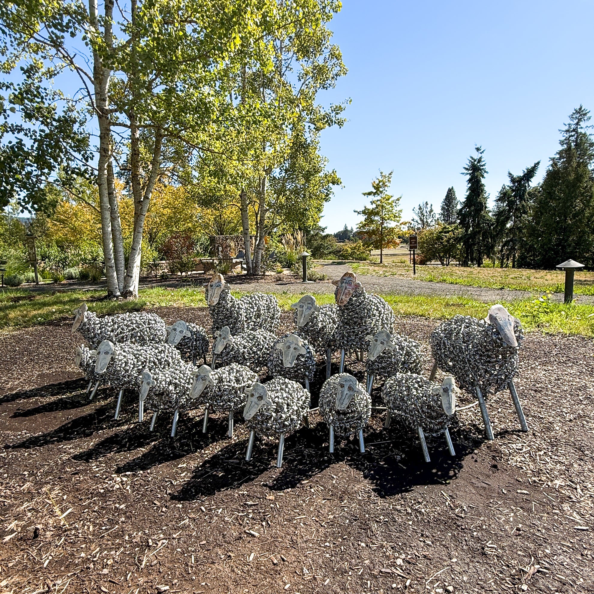Spring Sheep