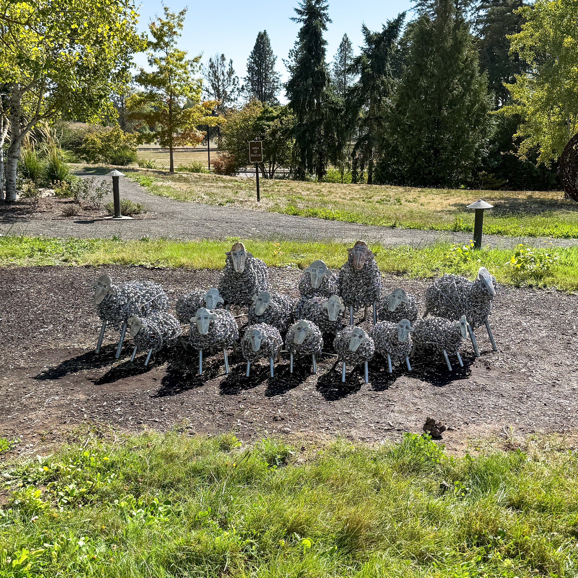 Spring Sheep
