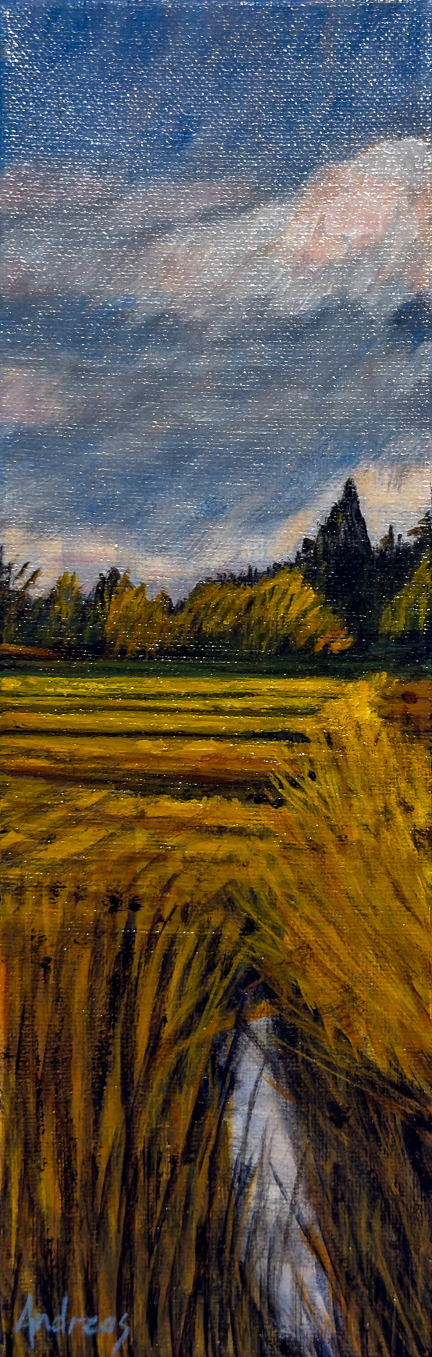 Dreamy Field