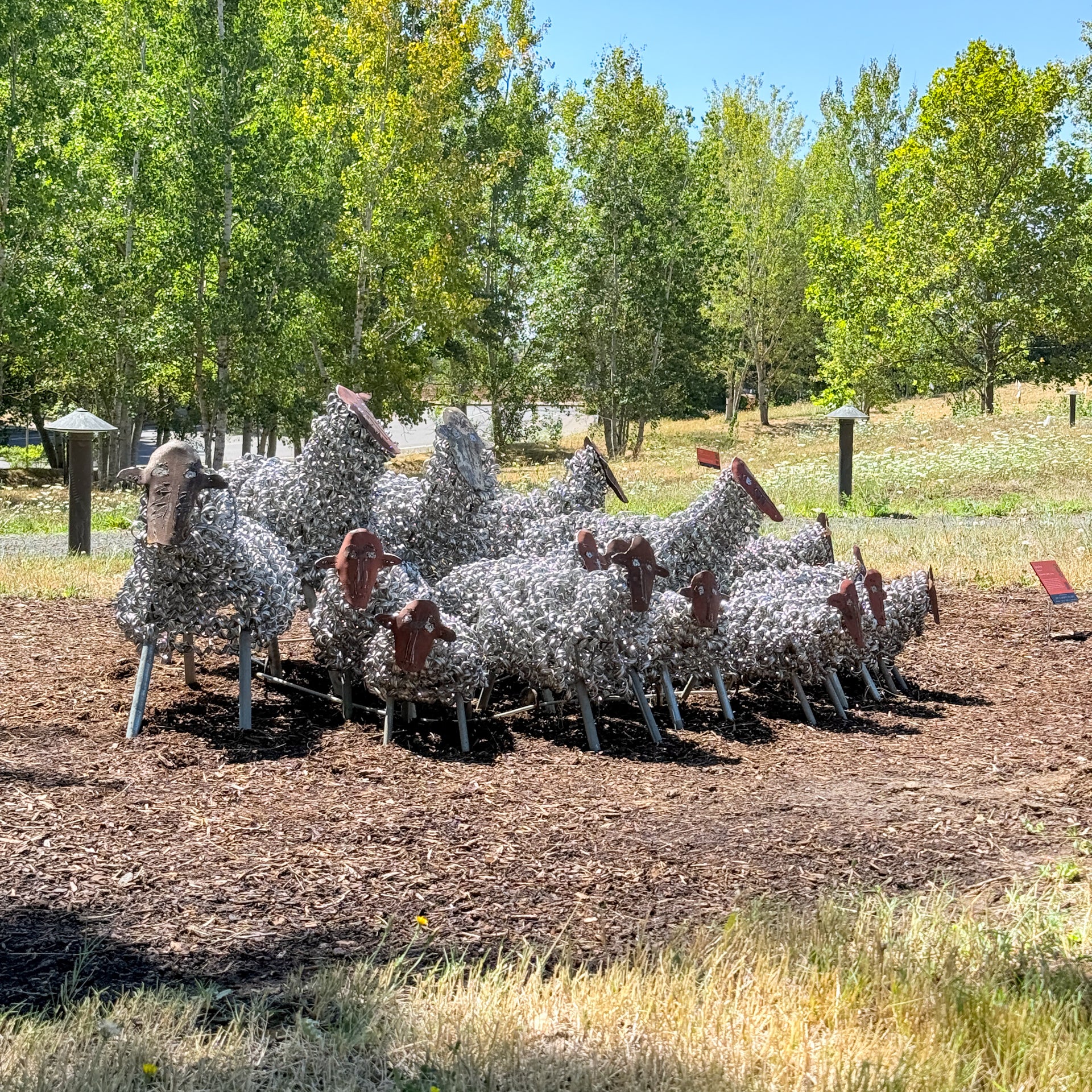 Spring Sheep