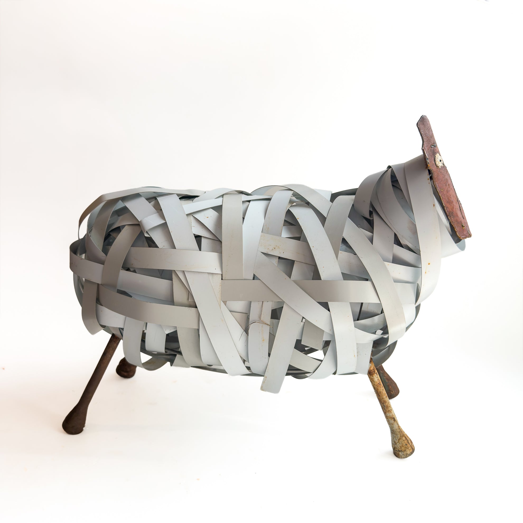 429 Large White Strapping Sheep